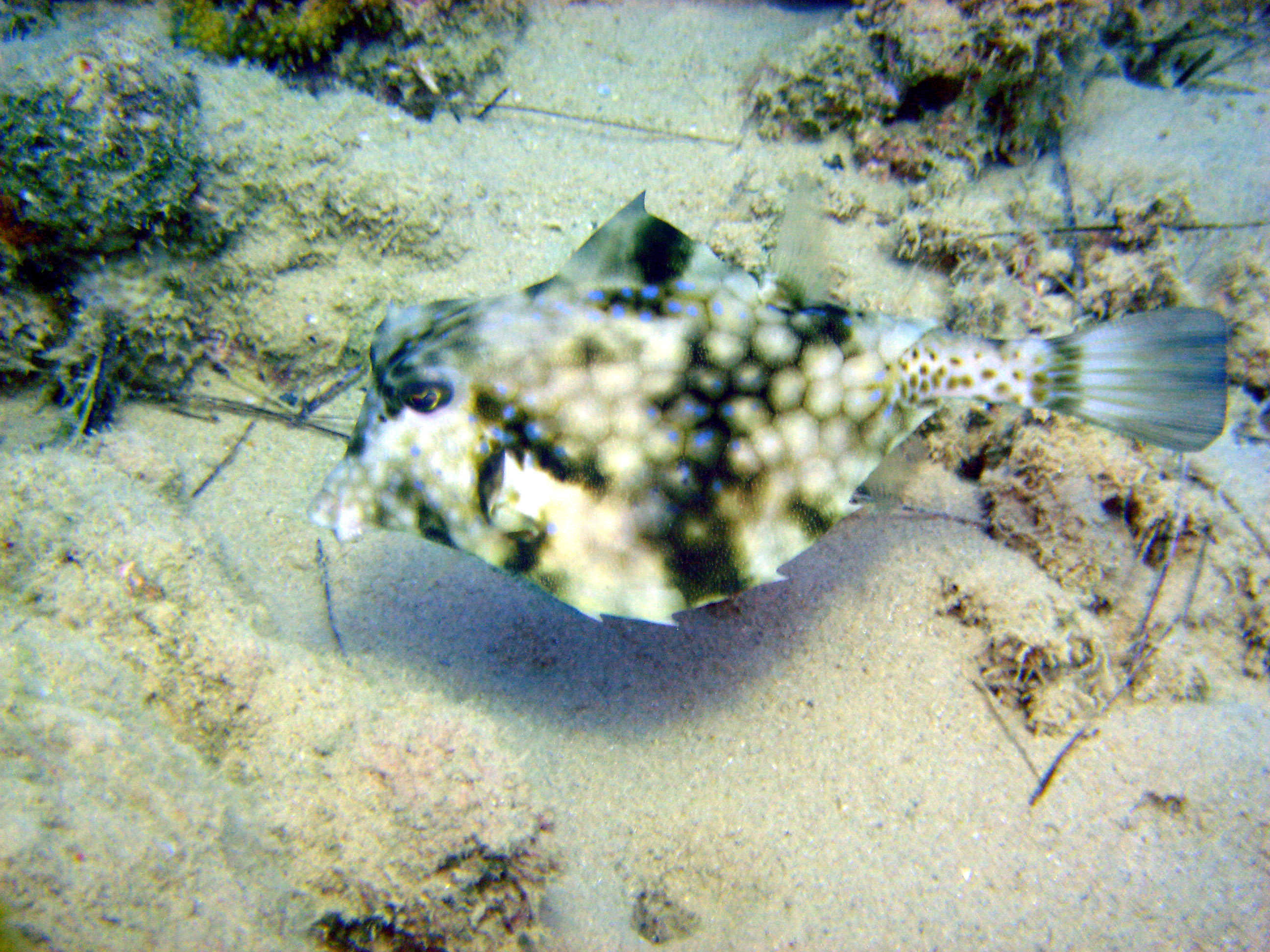 Hump Back Turretfish - Nuweiba