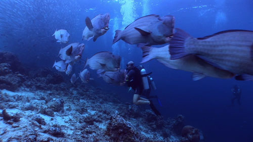 Hump-head Parrotfish