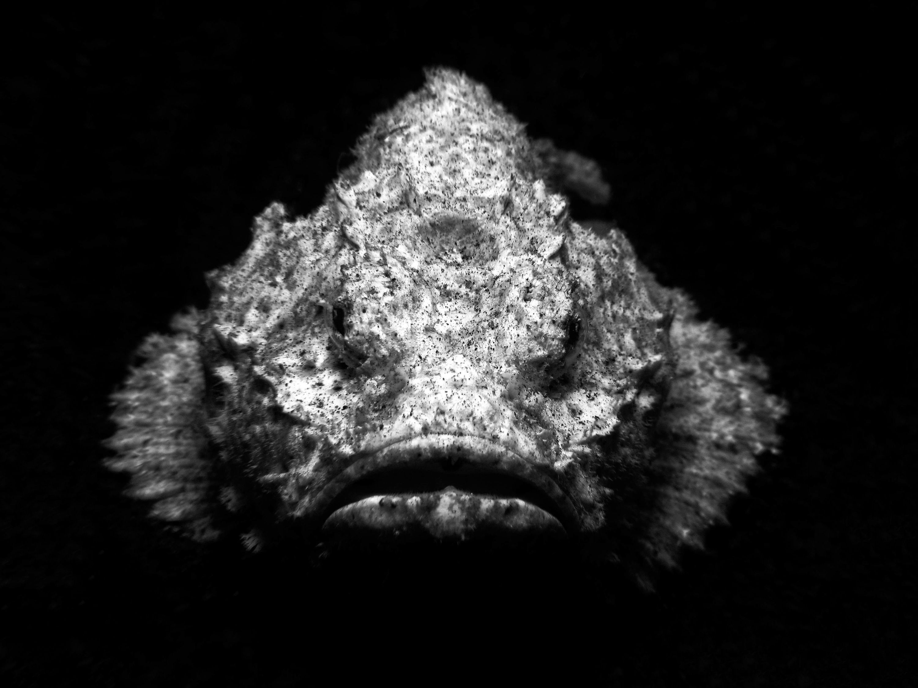 Humpback Scorpionfish