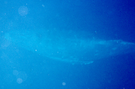 Humpback Whale below