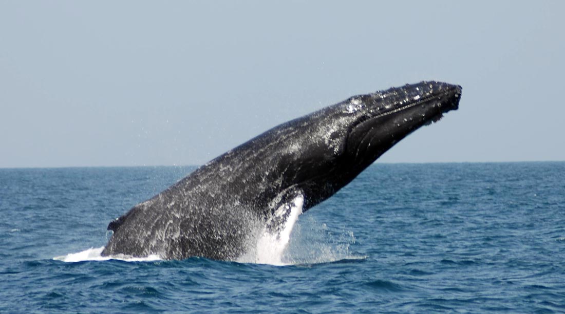Humpback whale Boavista Cape Verde