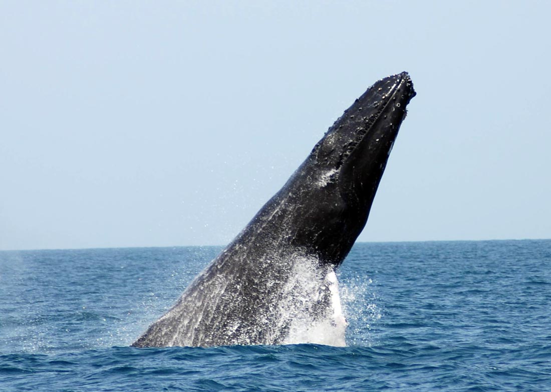 Humpback whale Boavista Cape Verde