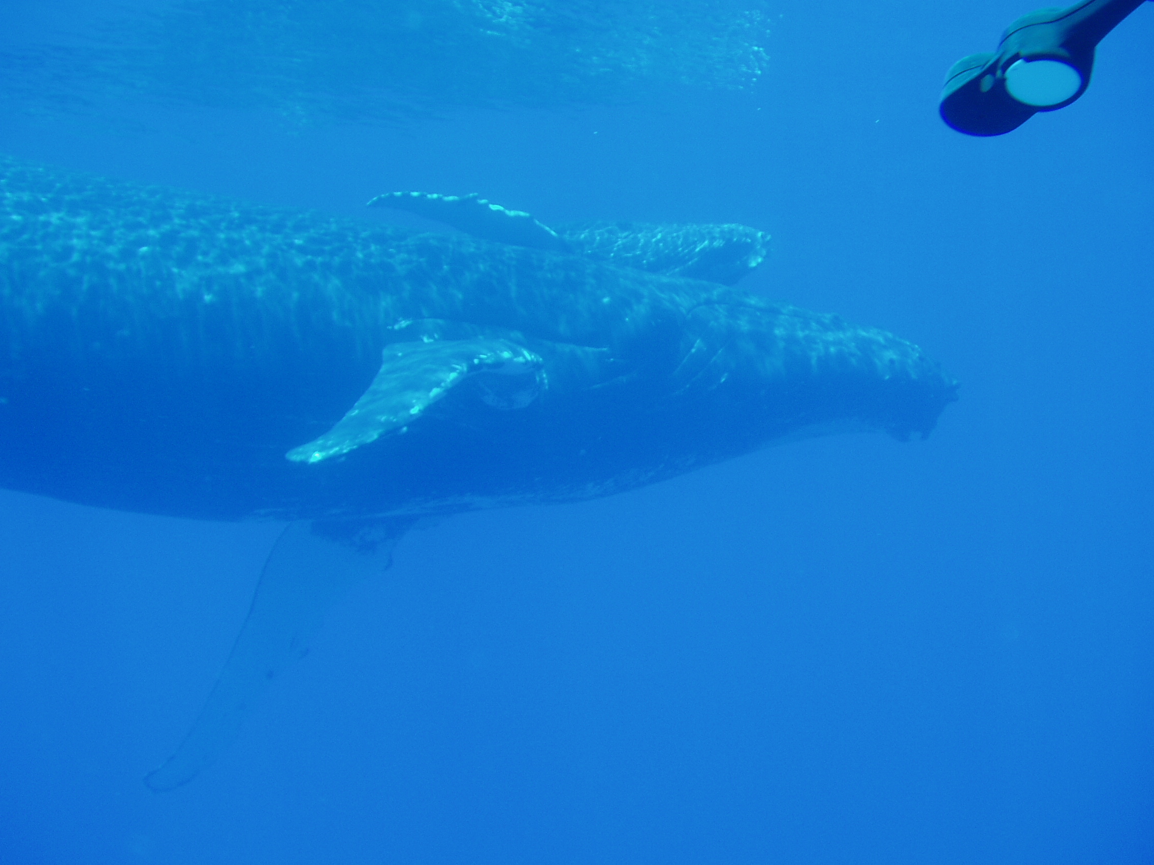 humpback whale -- original