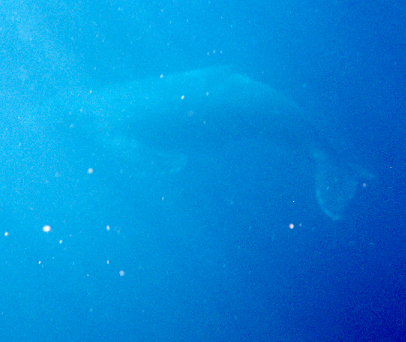 Humpback Whale scoots off