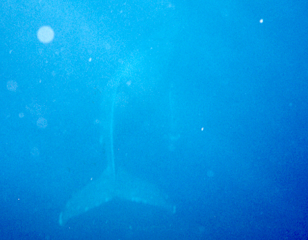 Humpback Whale swimming past