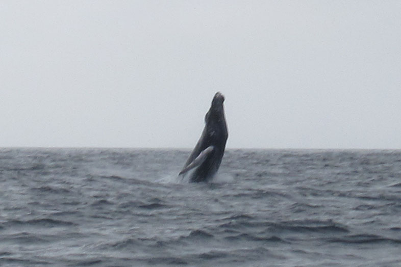 Humpback Whale