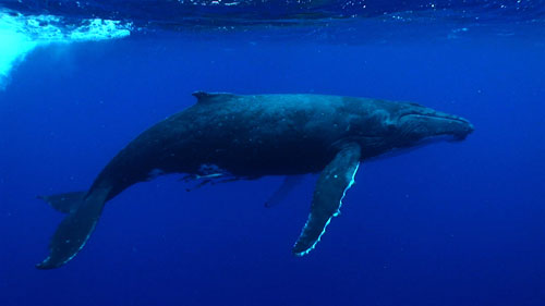 Humpback whale