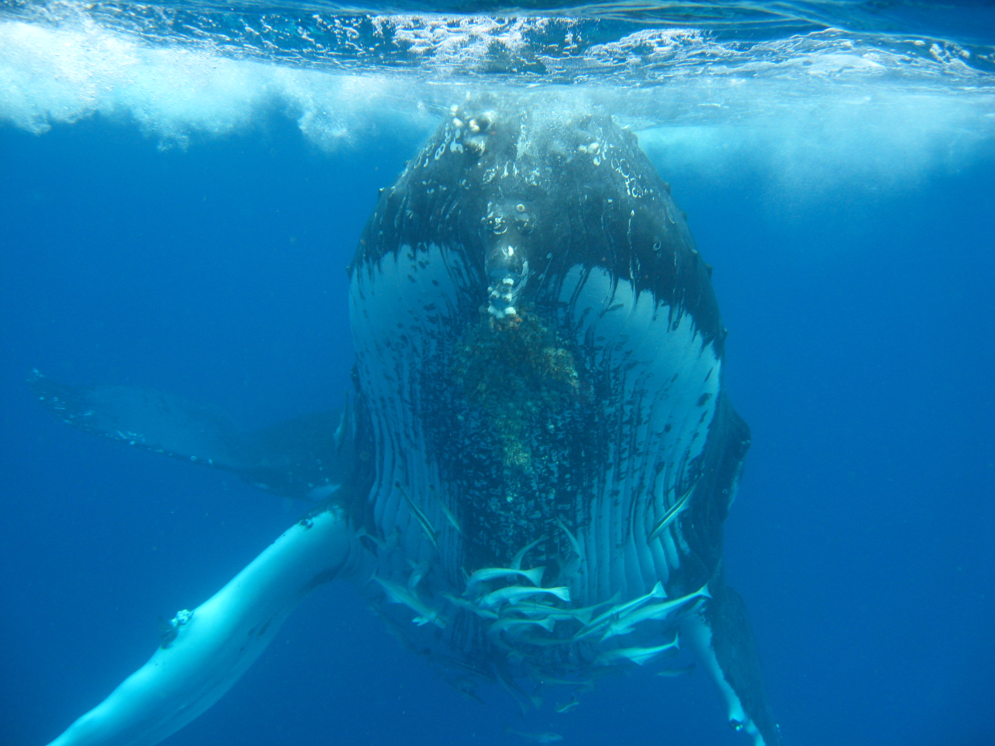 Humpback1