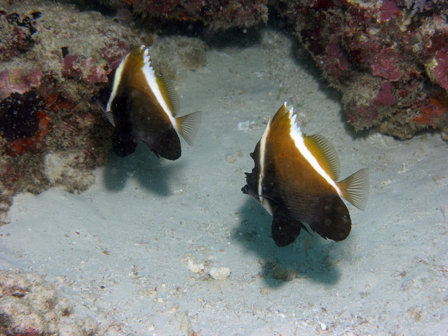 Humphead Bannerfish Couple