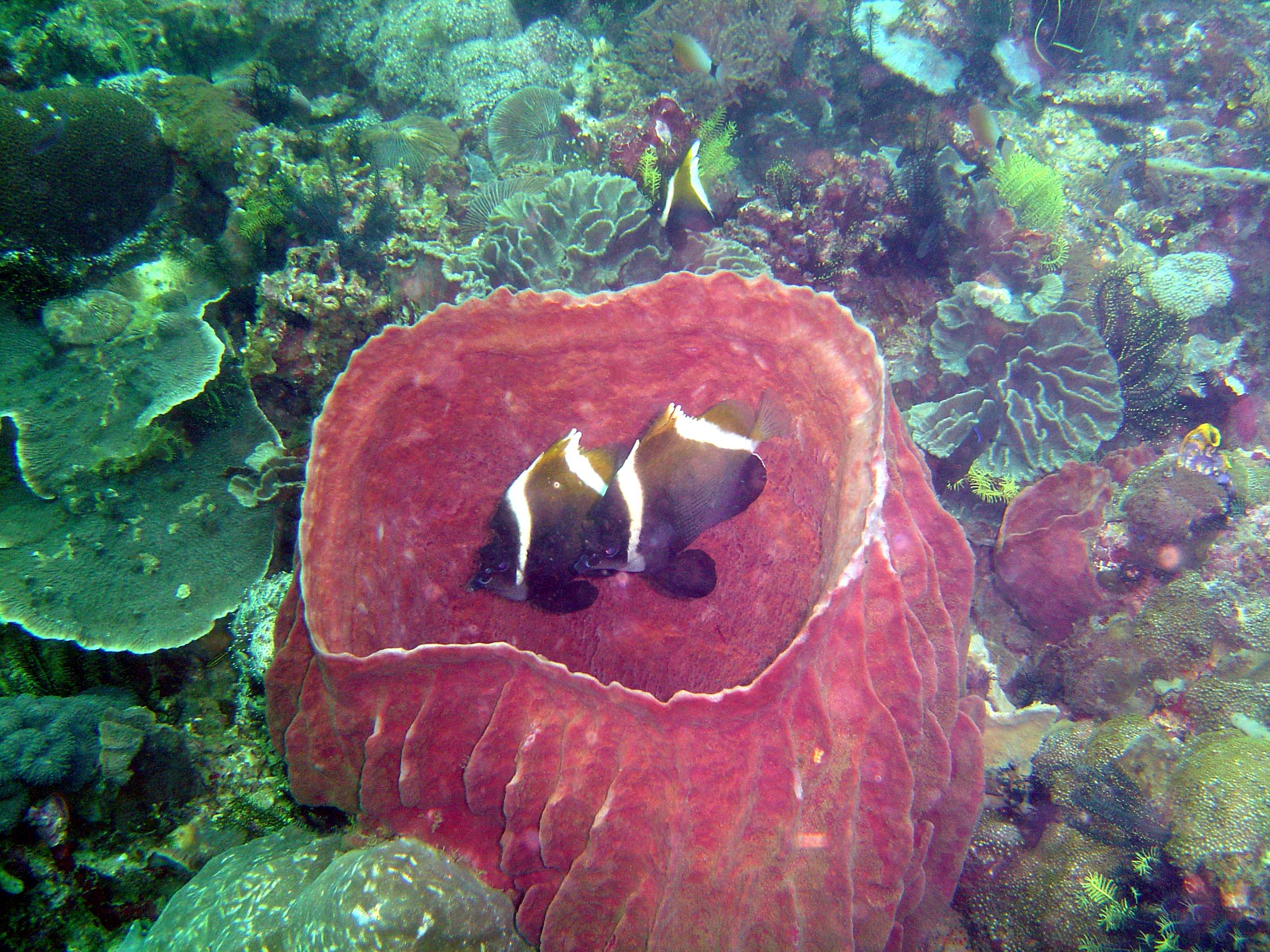 Humphead Bannerfish in Sponge
