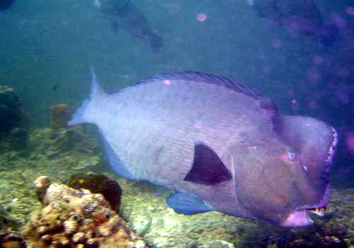 Humphead Parrotfish