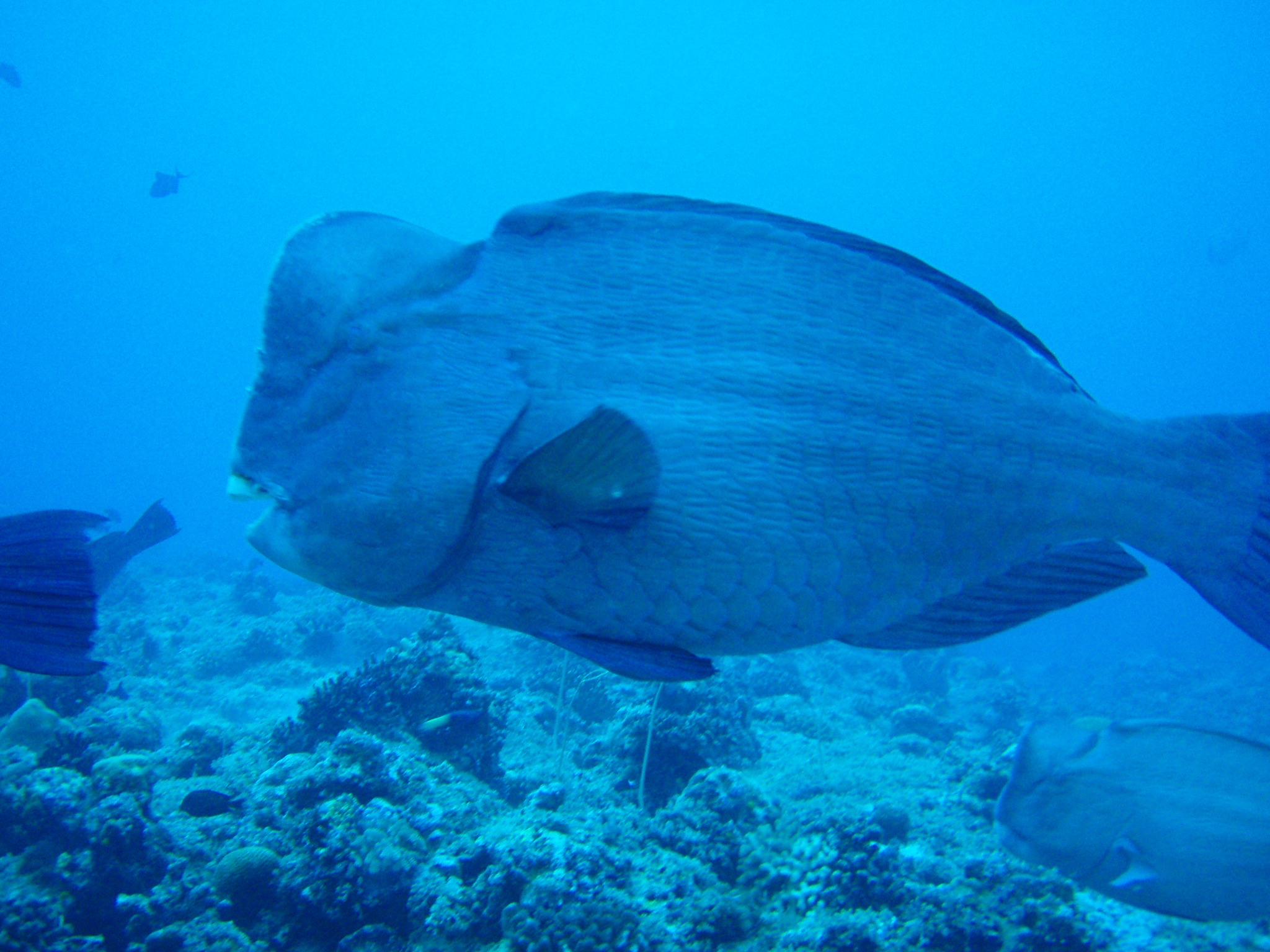 Humpheaded Parrotfish