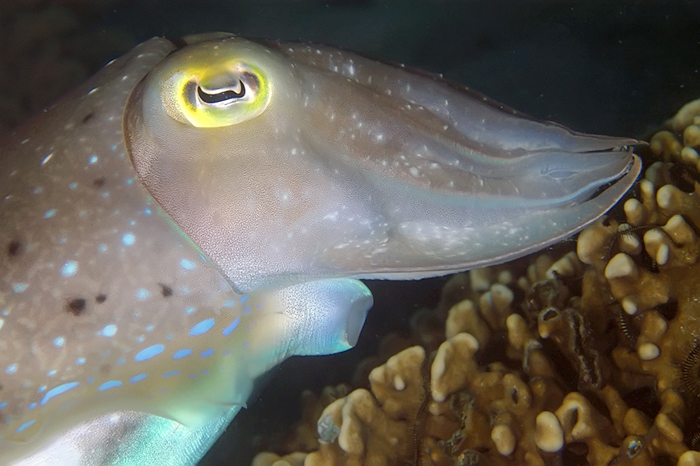 Hungry Cuttlefish