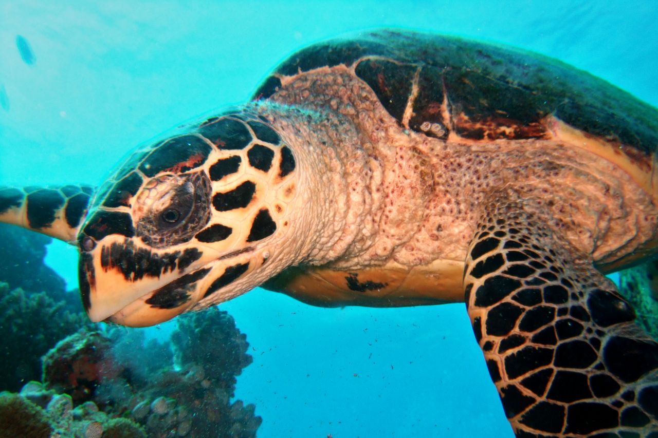 Hungry Hawksbill