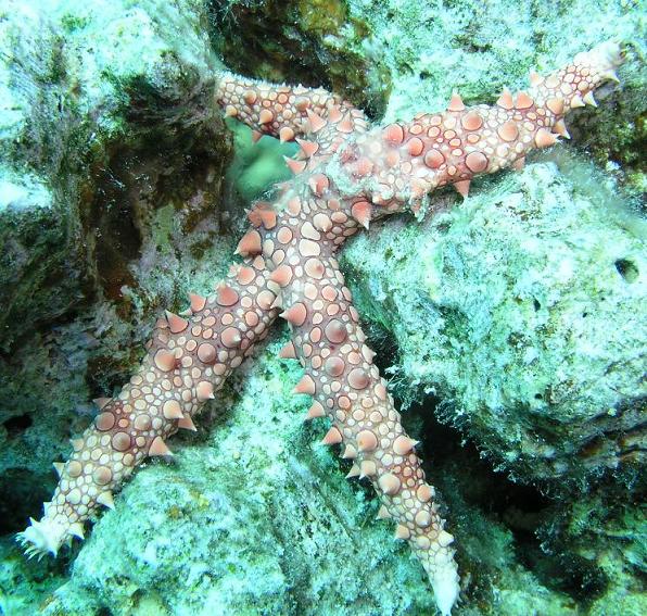 Hurghada starfish