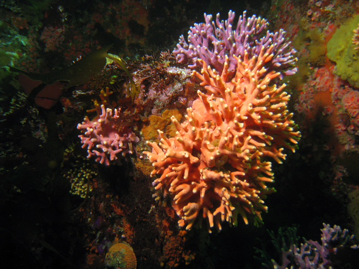 Hydrocoral