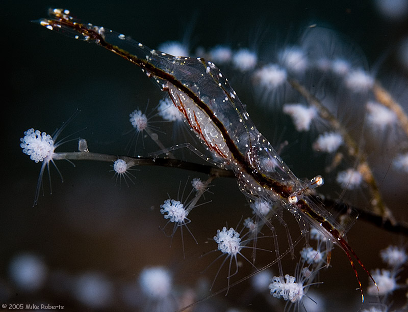 hydroidshrimp01_DSC5739