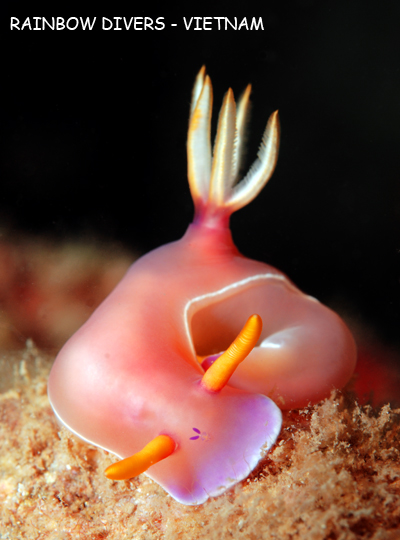 Hypsellodoris Bullockii in Nha Trang, Vietnam, Rainbow Divers, professional