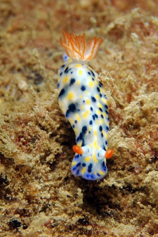 Hypselodoris-_infucata