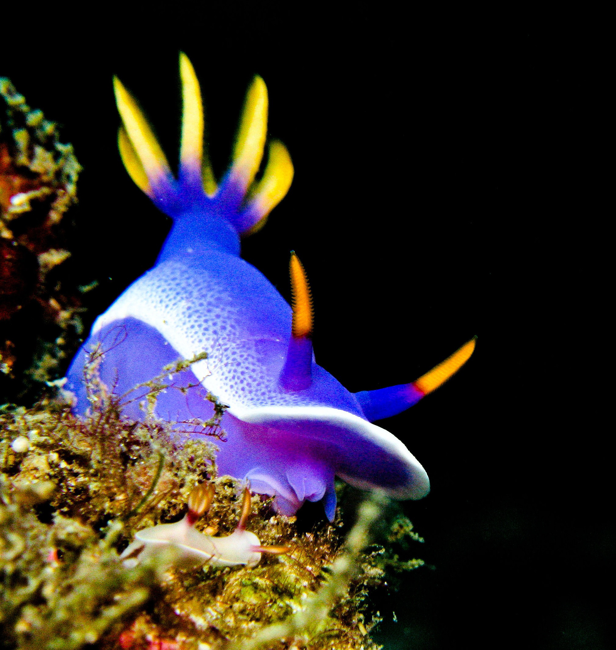 Hypselodoris apolegma and co.