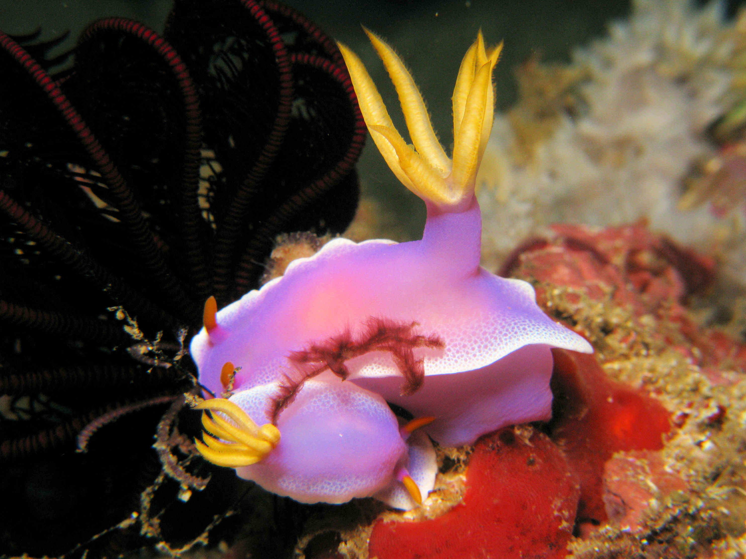 Hypselodoris apolegma with orangutang crab