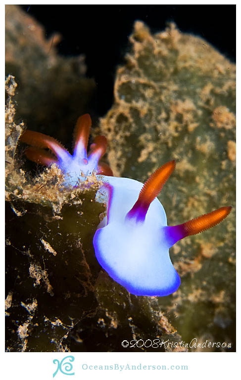 Hypselodoris bullockii in the weeds