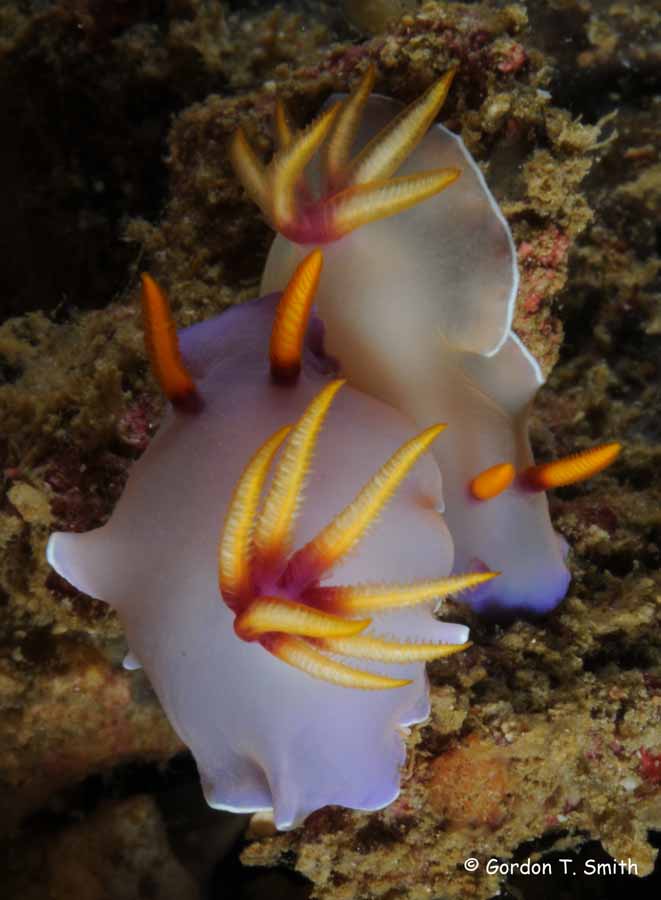 Hypselodoris bullockii