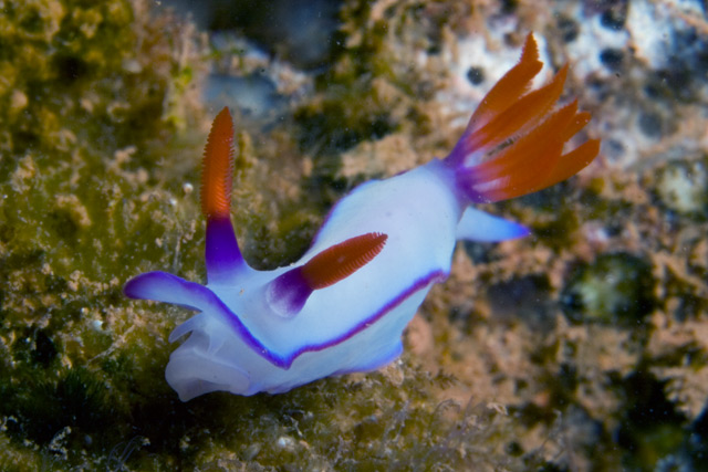 Hypselodoris bullockii