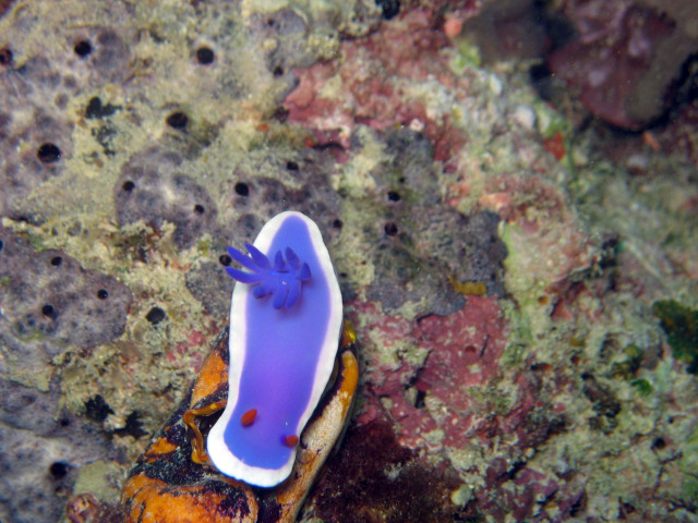 Hypselodoris Bullockii