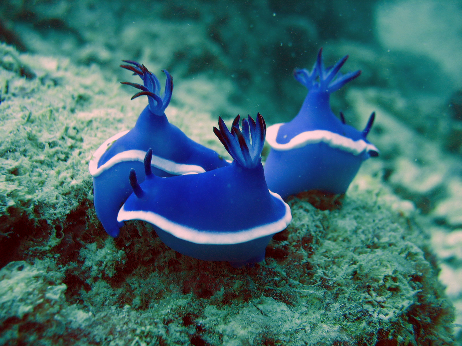 Hypselodoris Bullockii