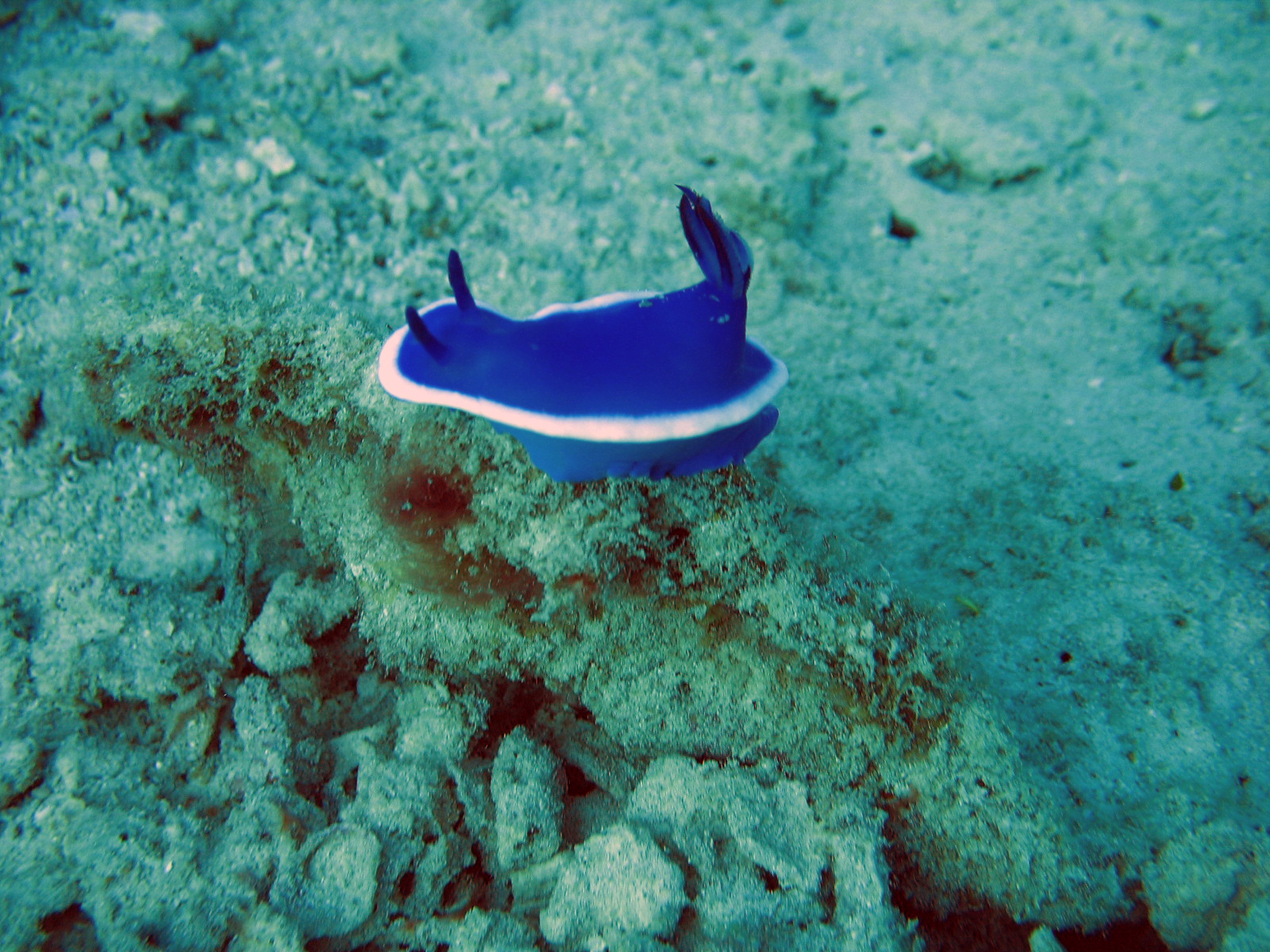 Hypselodoris Bullockii