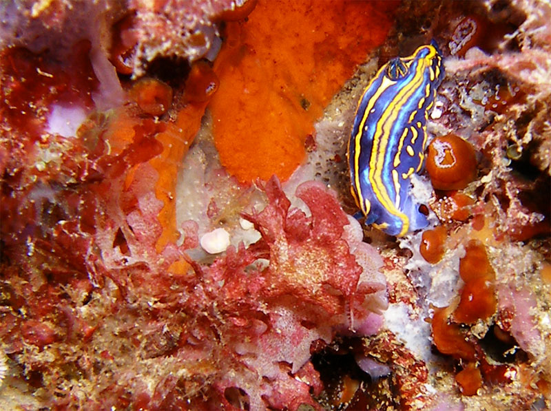 Hypselodoris cantabrica