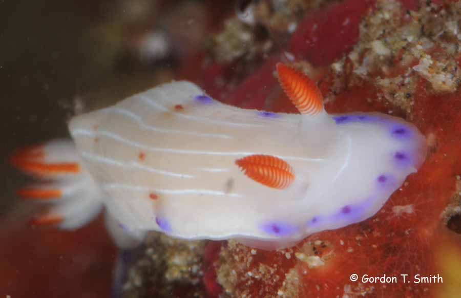 Hypselodoris carnae