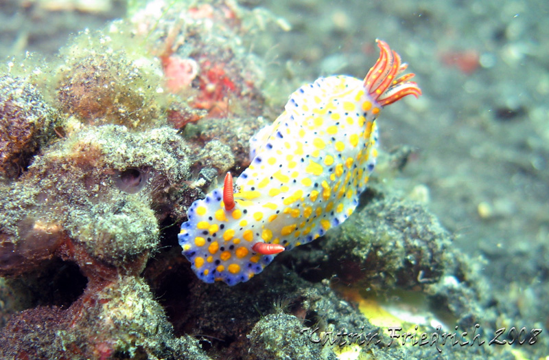 Hypselodoris infucata