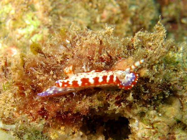 Hypselodoris Maculosa 2