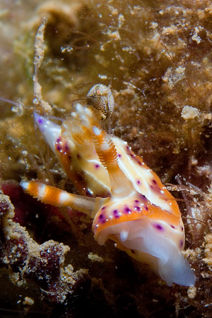 Hypselodoris maculosa