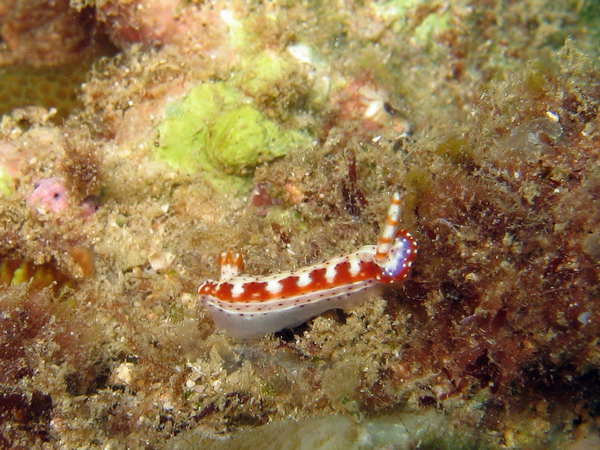 Hypselodoris Maculosa