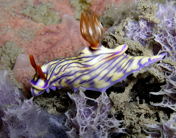 Hypselodoris nigrostriata