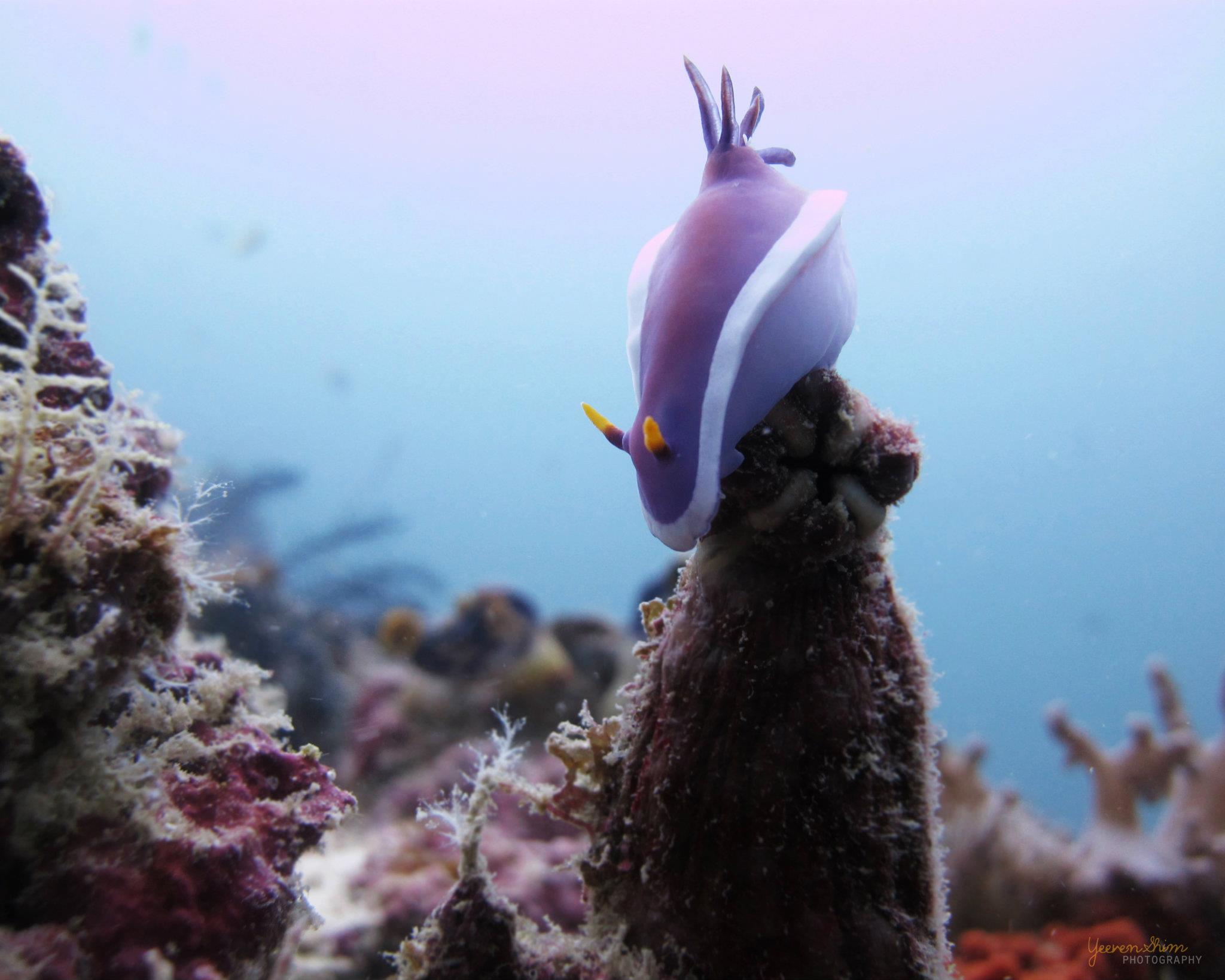 Hypselodoris sp.(Nudibranch)