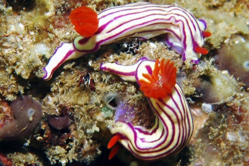 Hypselodoris-whitei