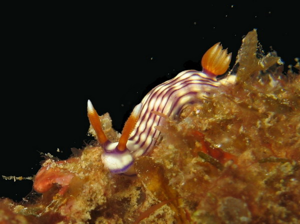 Hypselodoris whitei ?