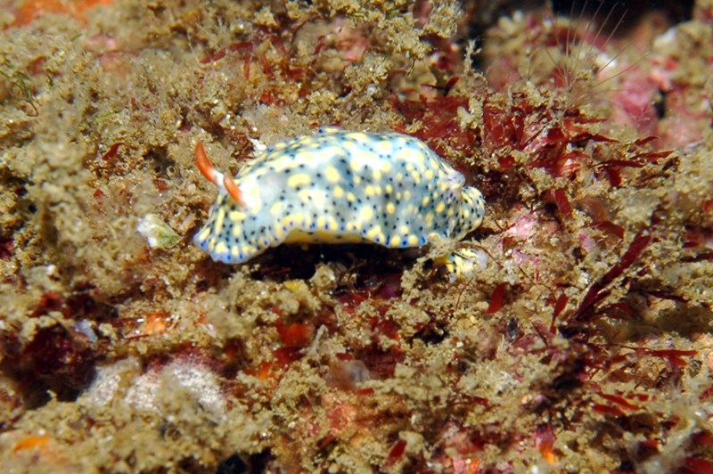 Hypselodoris_-_infucata