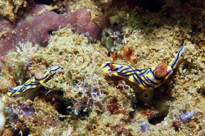 Hypselodoris_nigrostriata