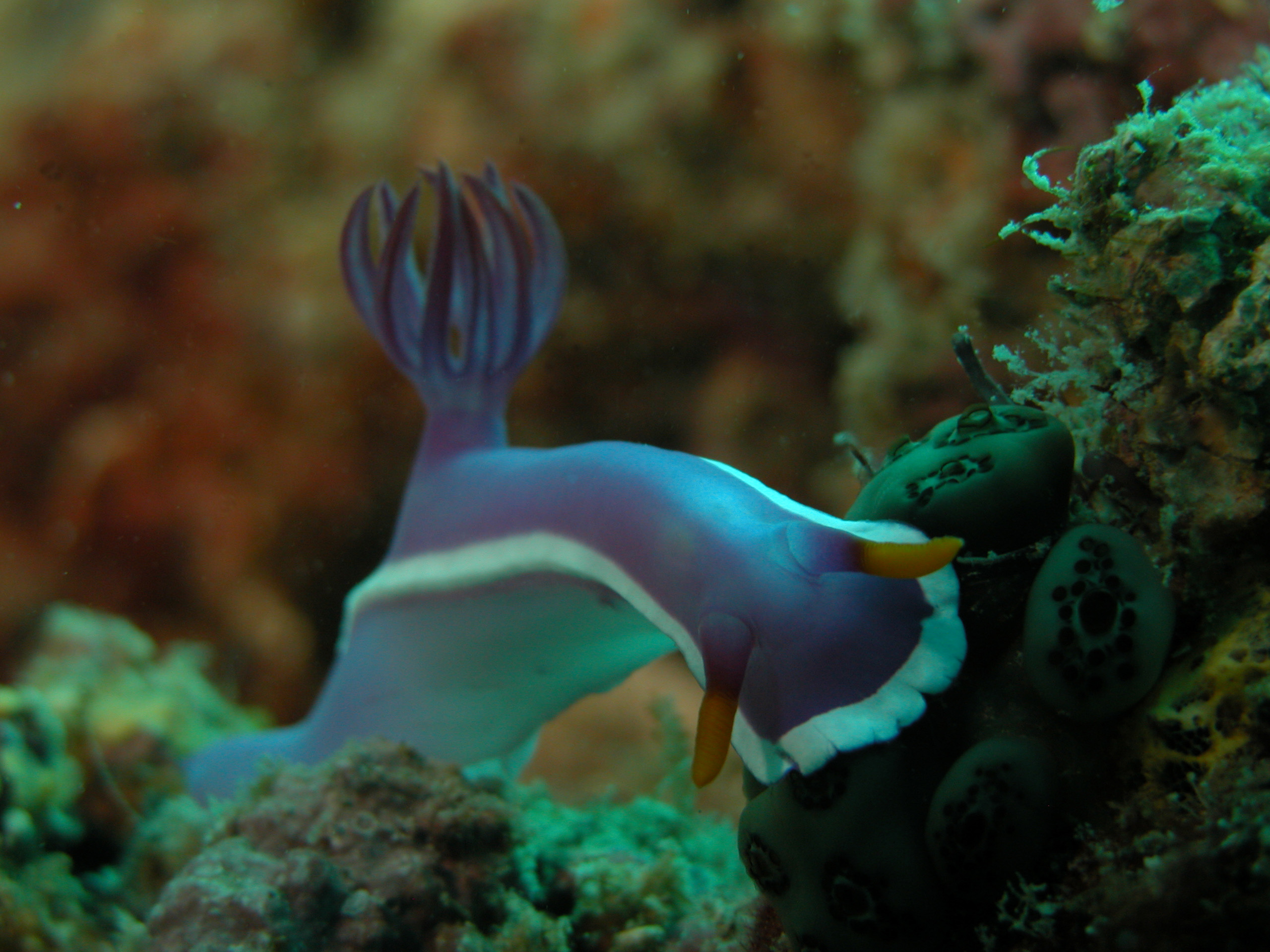 Hypselodoris_sp3