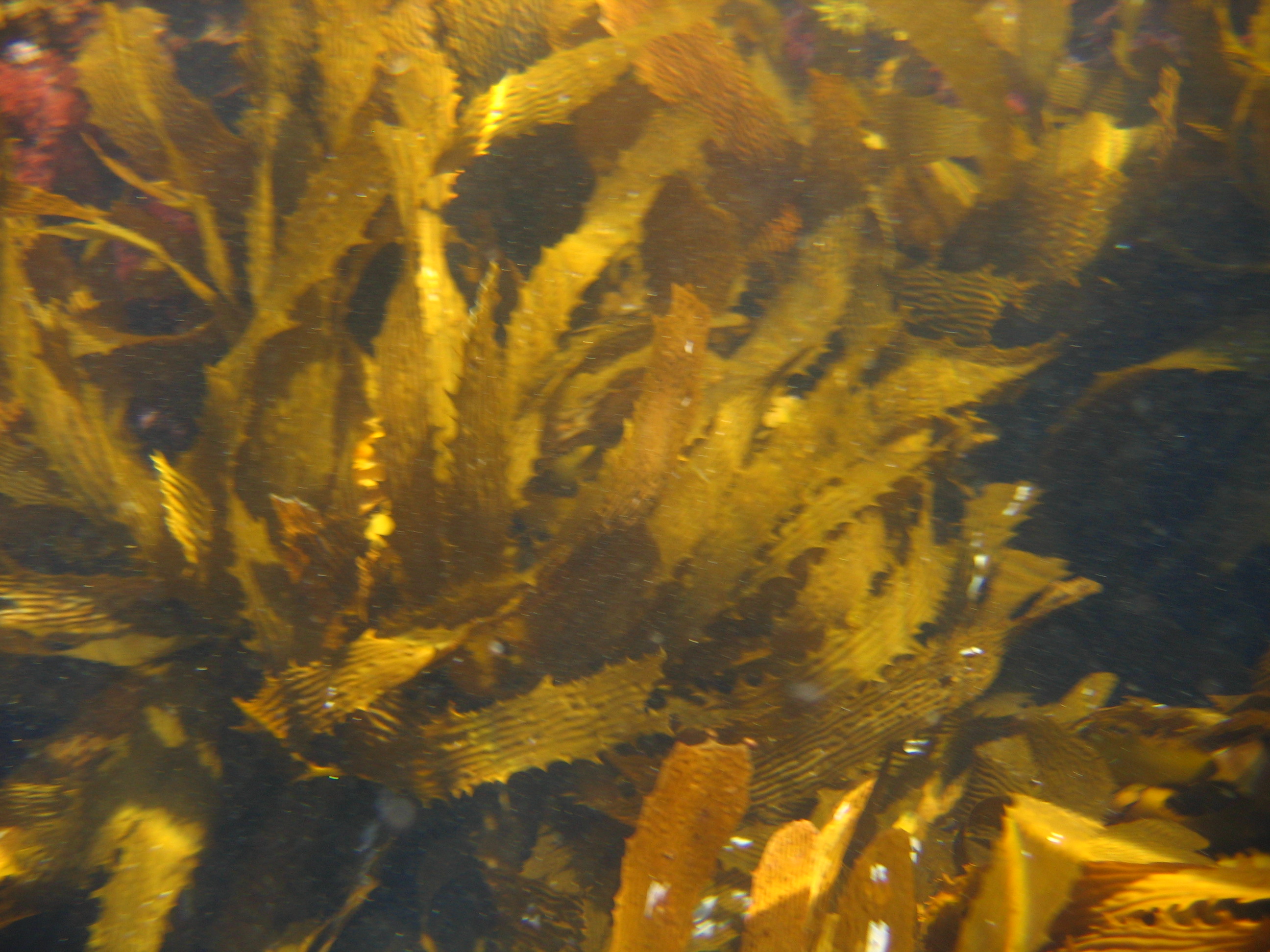 I love the kelp forests in Avalon