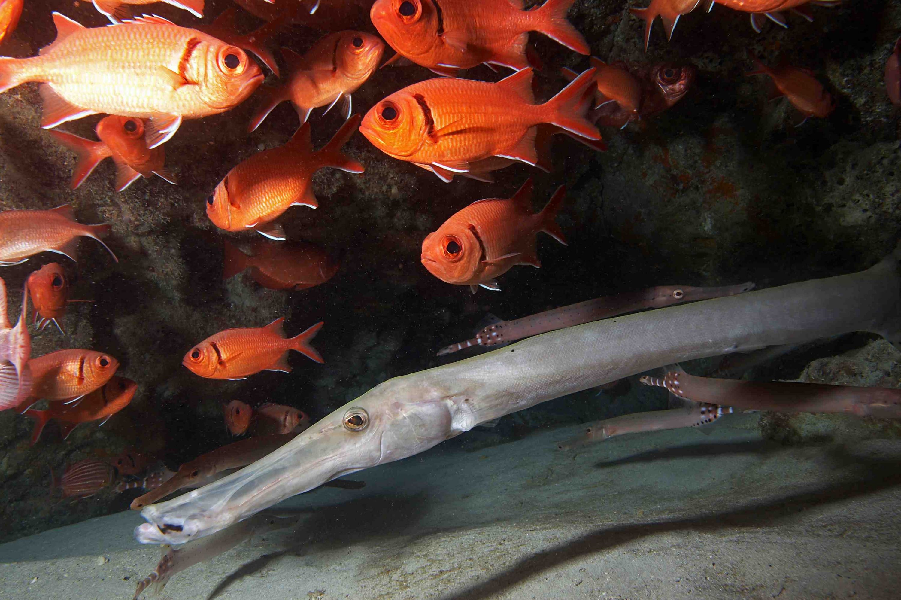 Ian D Gaunt at Cabo Verde