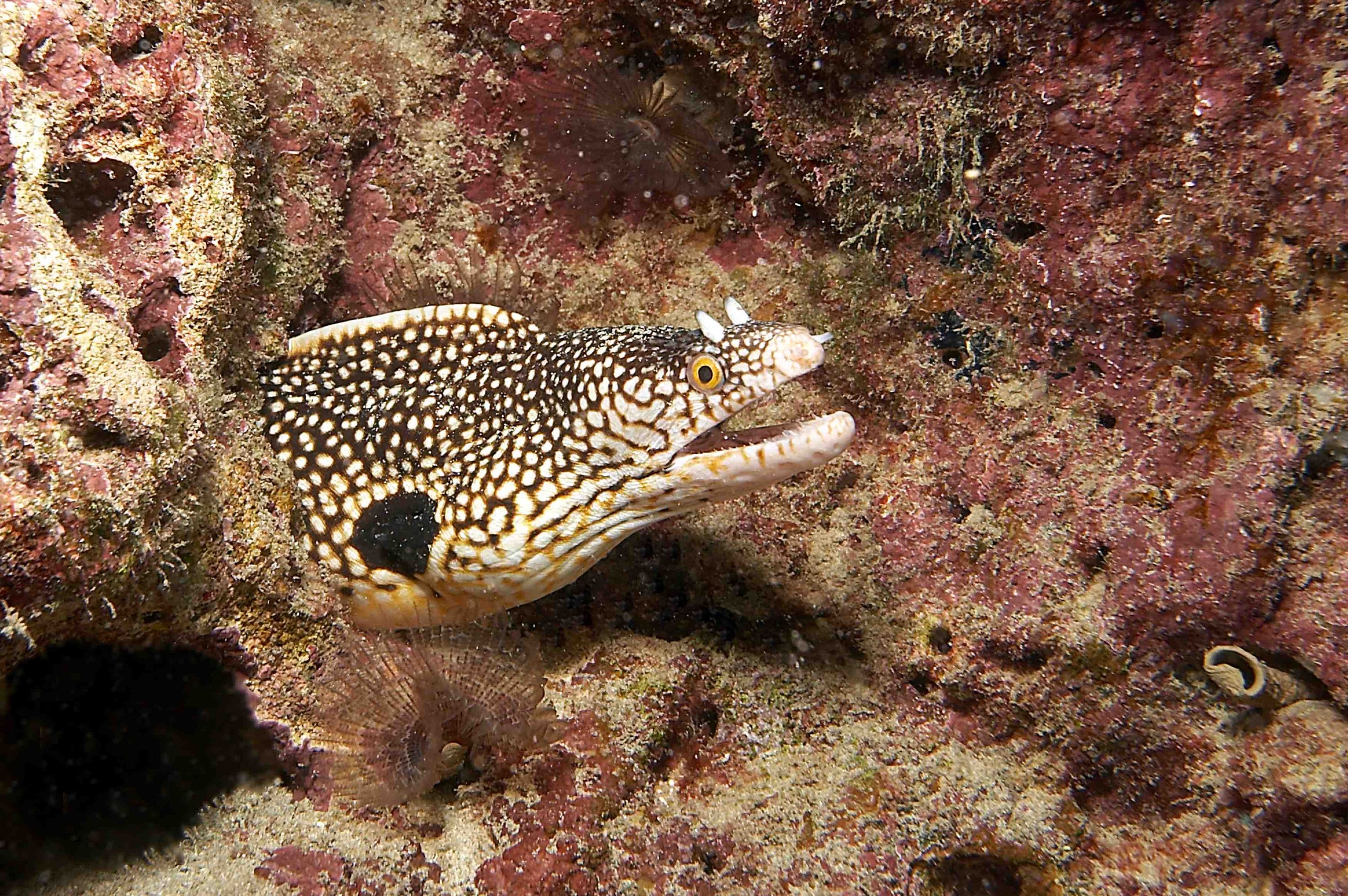 Ian D Gaunt at Cabo Verde