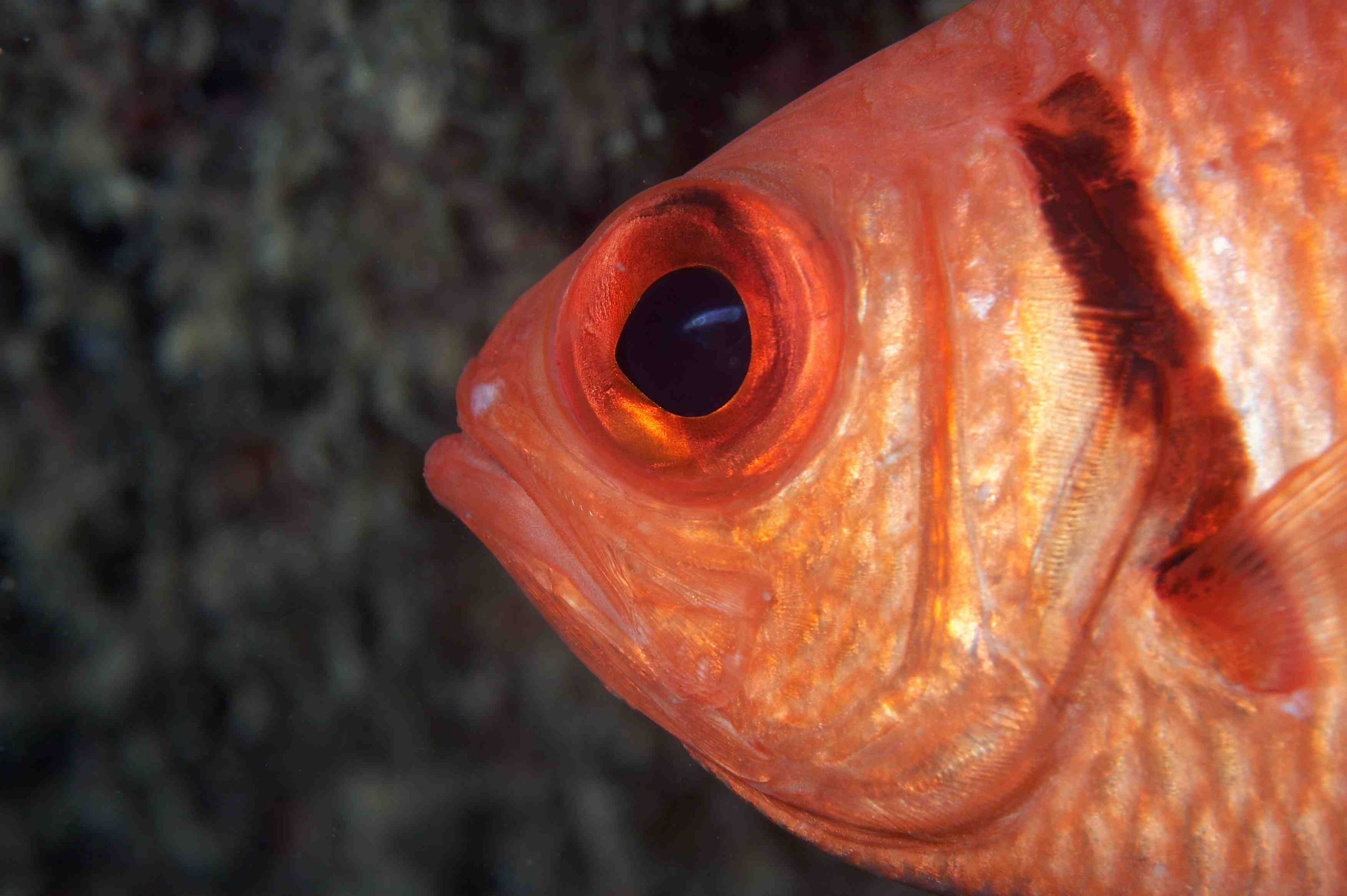 Ian D Gaunt at Cabo Verde