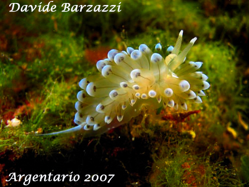 Ianolus - Nudibranch