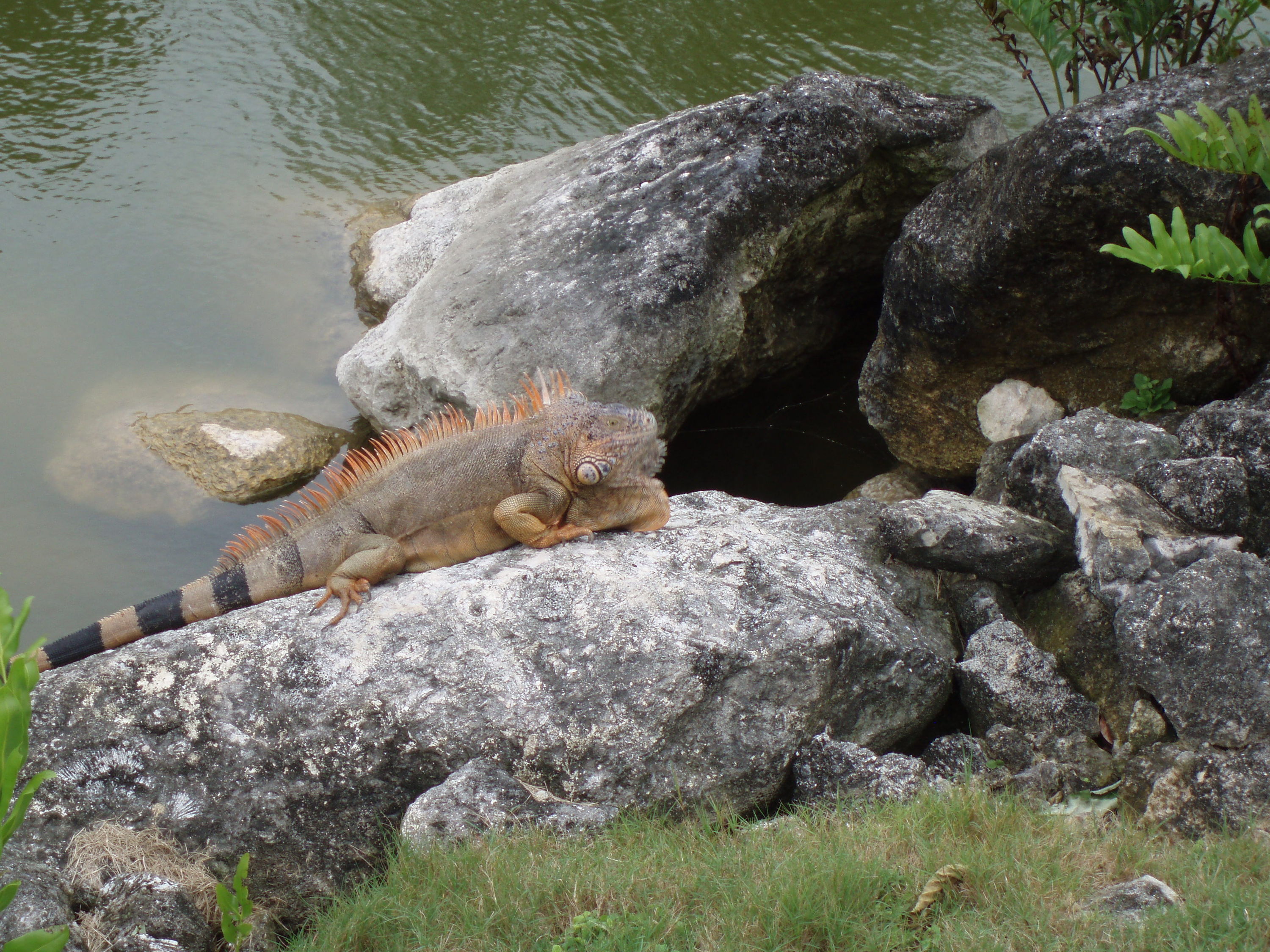 Iguana at Cozumel Country Club Golf Course